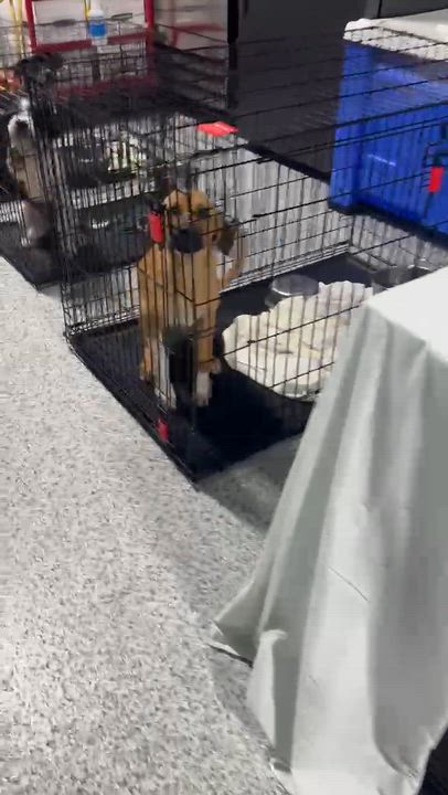 Enlarge Ranger, a Adoptable mixed breed in Portland, ME video 3/3