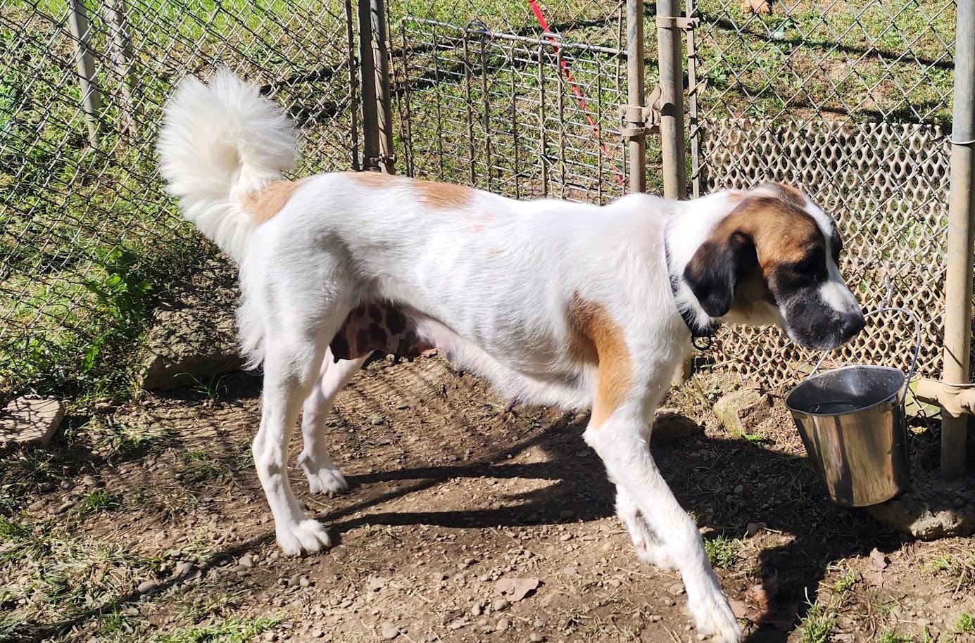 Enlarge MONARCH 263-26, a Adoptable mixed breed in Cambridge, OH image 5/5