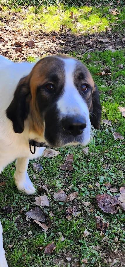 Enlarge MONARCH 263-26, a Adoptable mixed breed in Cambridge, OH image 1/5