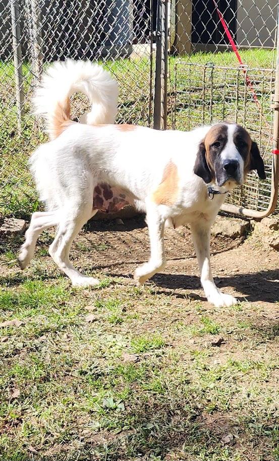 Enlarge MONARCH 263-26, a Adoptable mixed breed in Cambridge, OH image 4/5