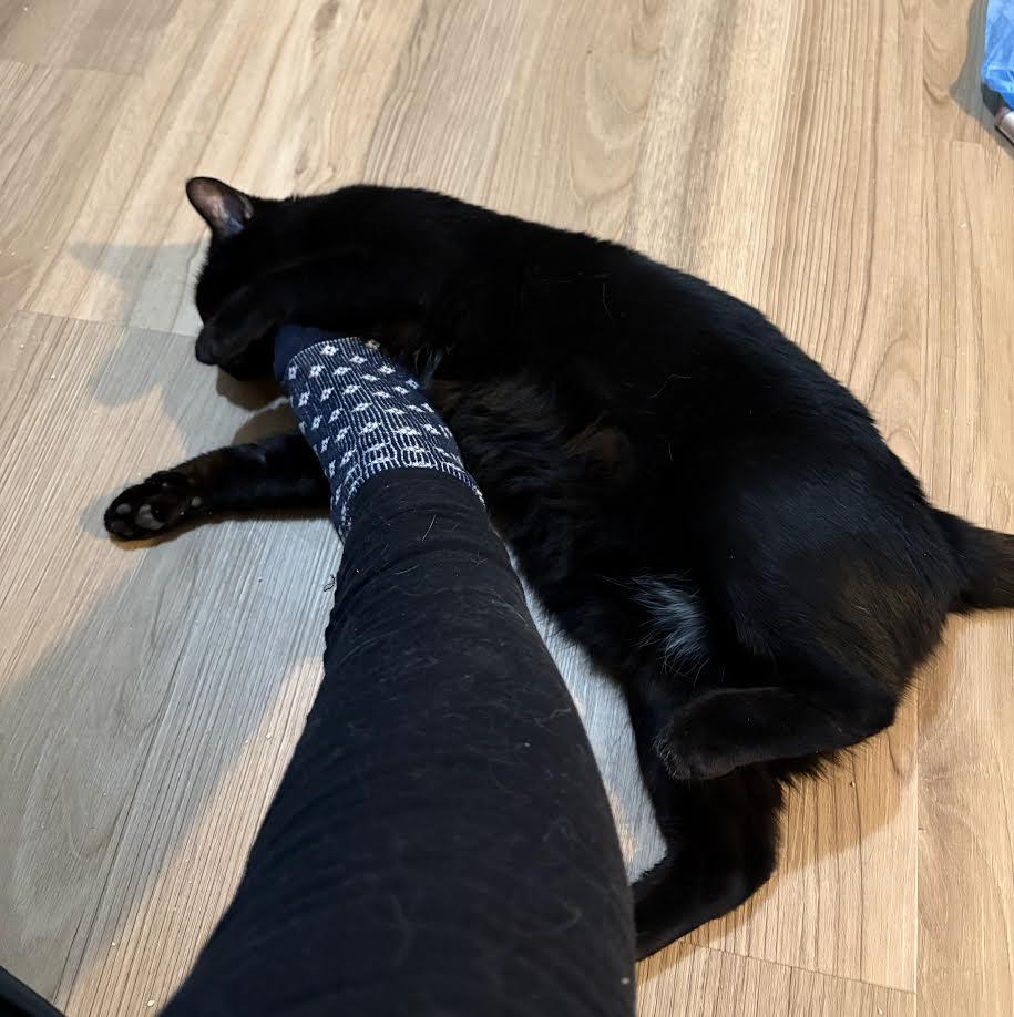 Bagheera, a ADOPTABLE American Shorthair in Lincoln Park, NJ image 4/4