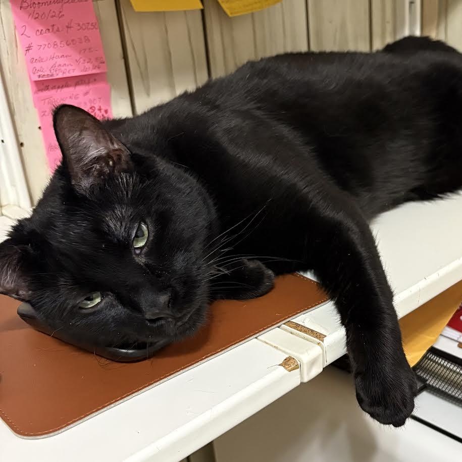 Bagheera, a ADOPTABLE American Shorthair in Lincoln Park, NJ image 1/4