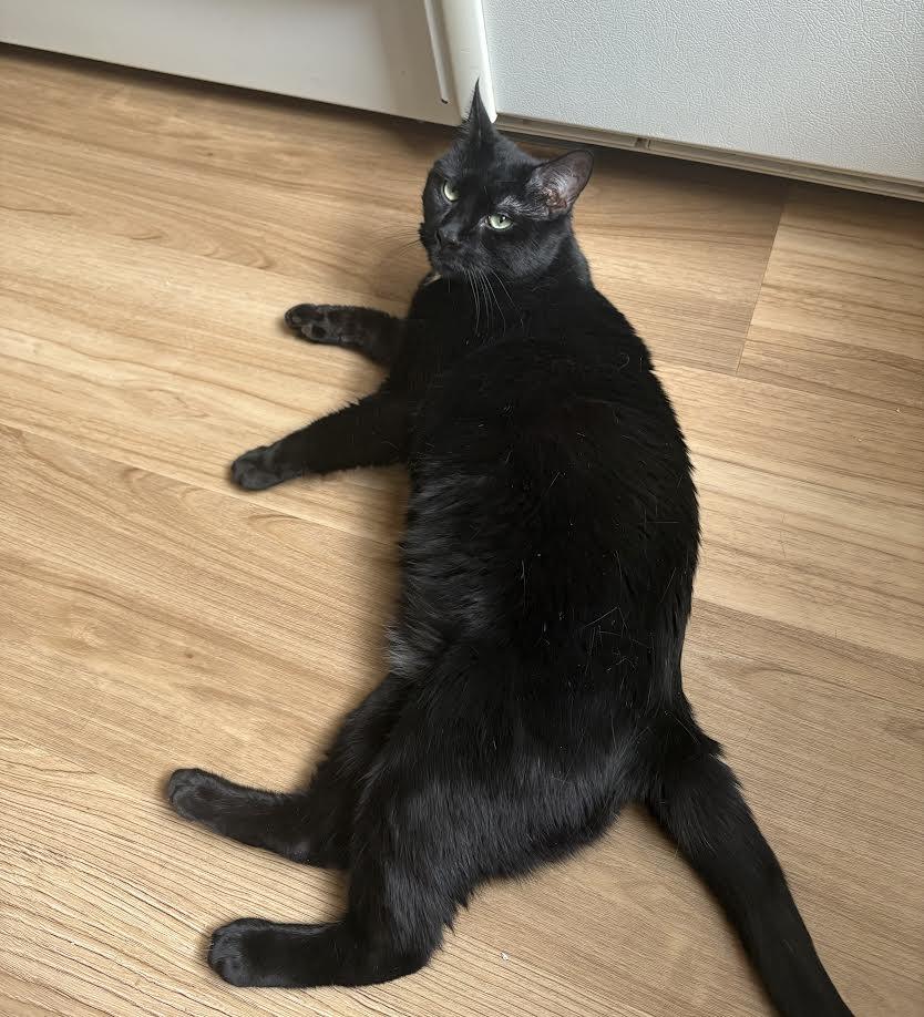 Bagheera, a ADOPTABLE American Shorthair in Lincoln Park, NJ image 3/4