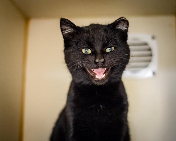 BRISKET, Adoptable, Kitten Male Domestic Short Hair.