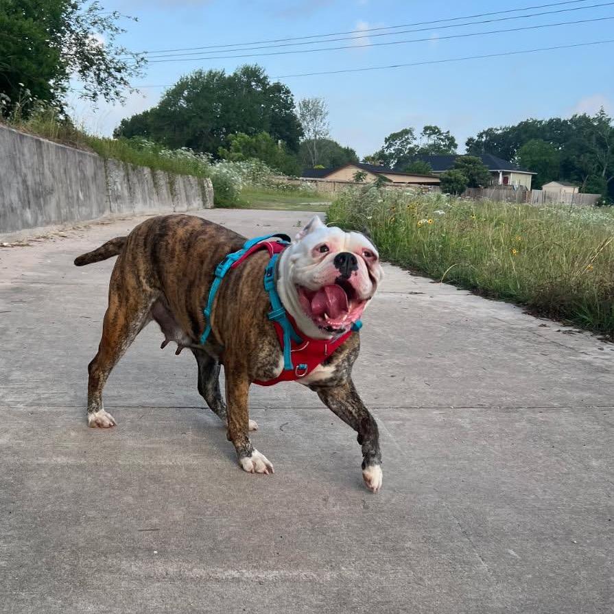 Rosalie, Adoptable, Adult Female American Bulldog.