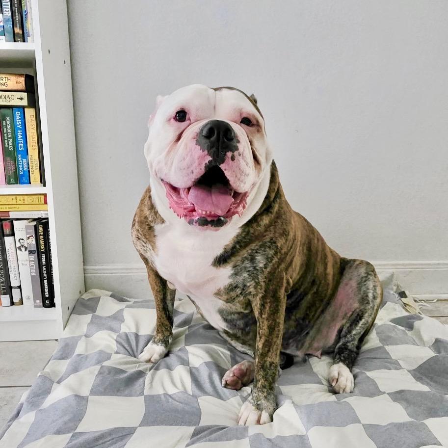 Rosie, Adoptable, Adult Female American Bulldog.