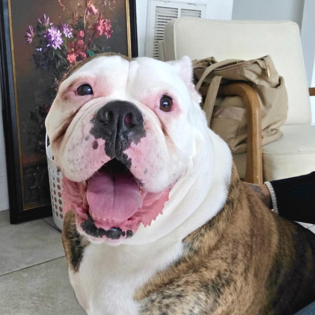 Rosie, a Adoptable American Bulldog in Conroe, TX image 2/4