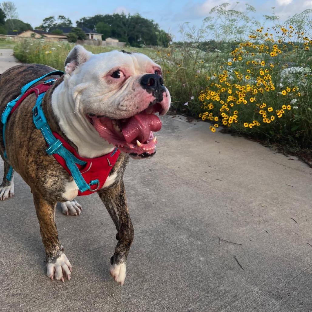 Rosalie, Adoptable, Adult Female American Bulldog.