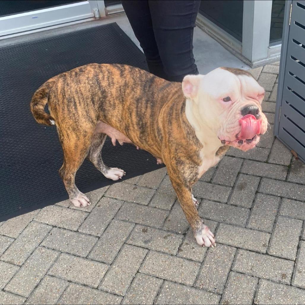 Rosalie, a Adoptable American Bulldog in Conroe, TX image 3/4