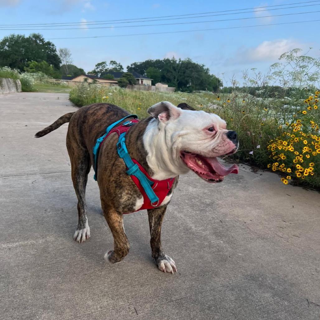 Rosalie, a Adoptable American Bulldog in Conroe, TX image 4/4