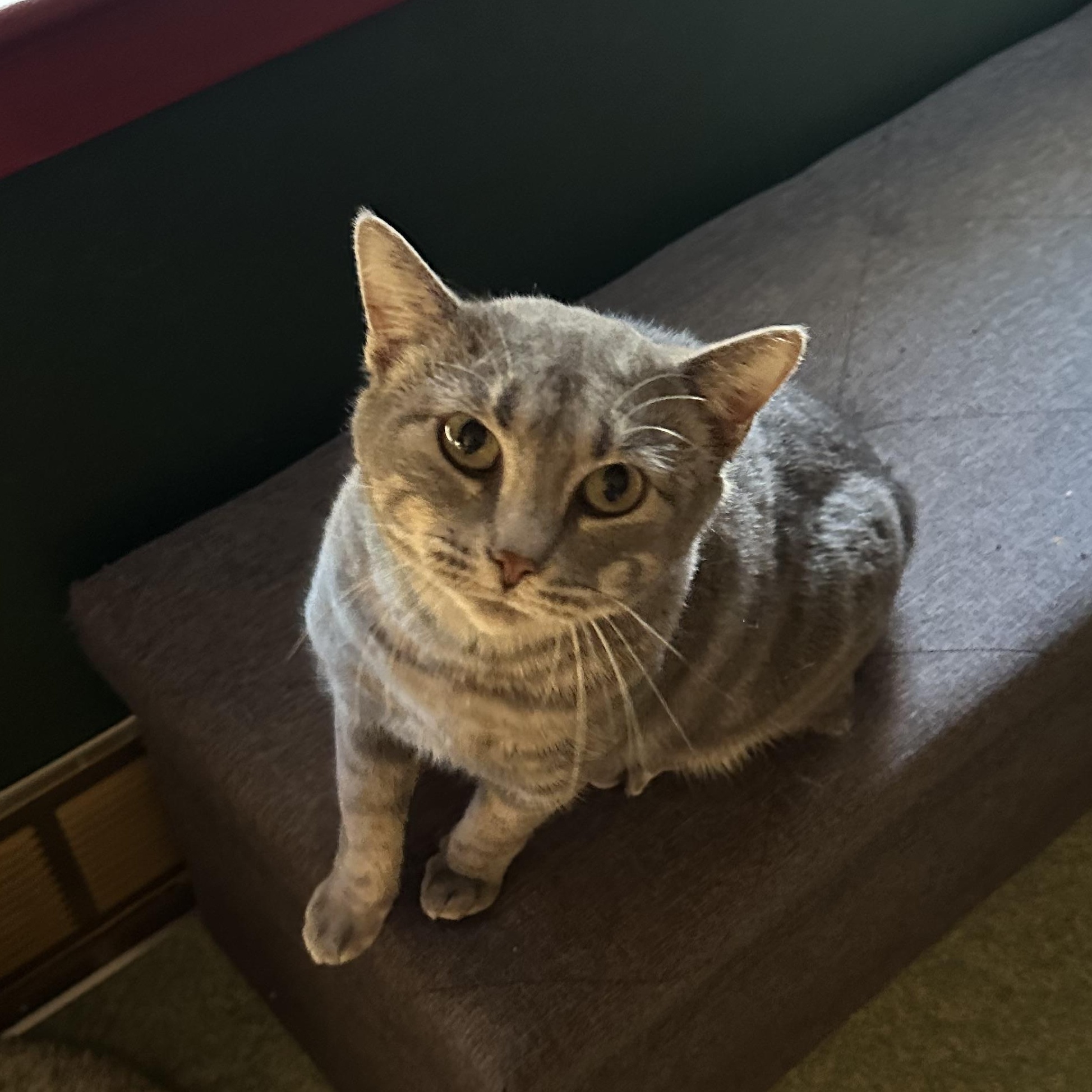 Enlarge Miss Piggy, a Adoptable mixed breed in Mount Vernon, IL image 6/6