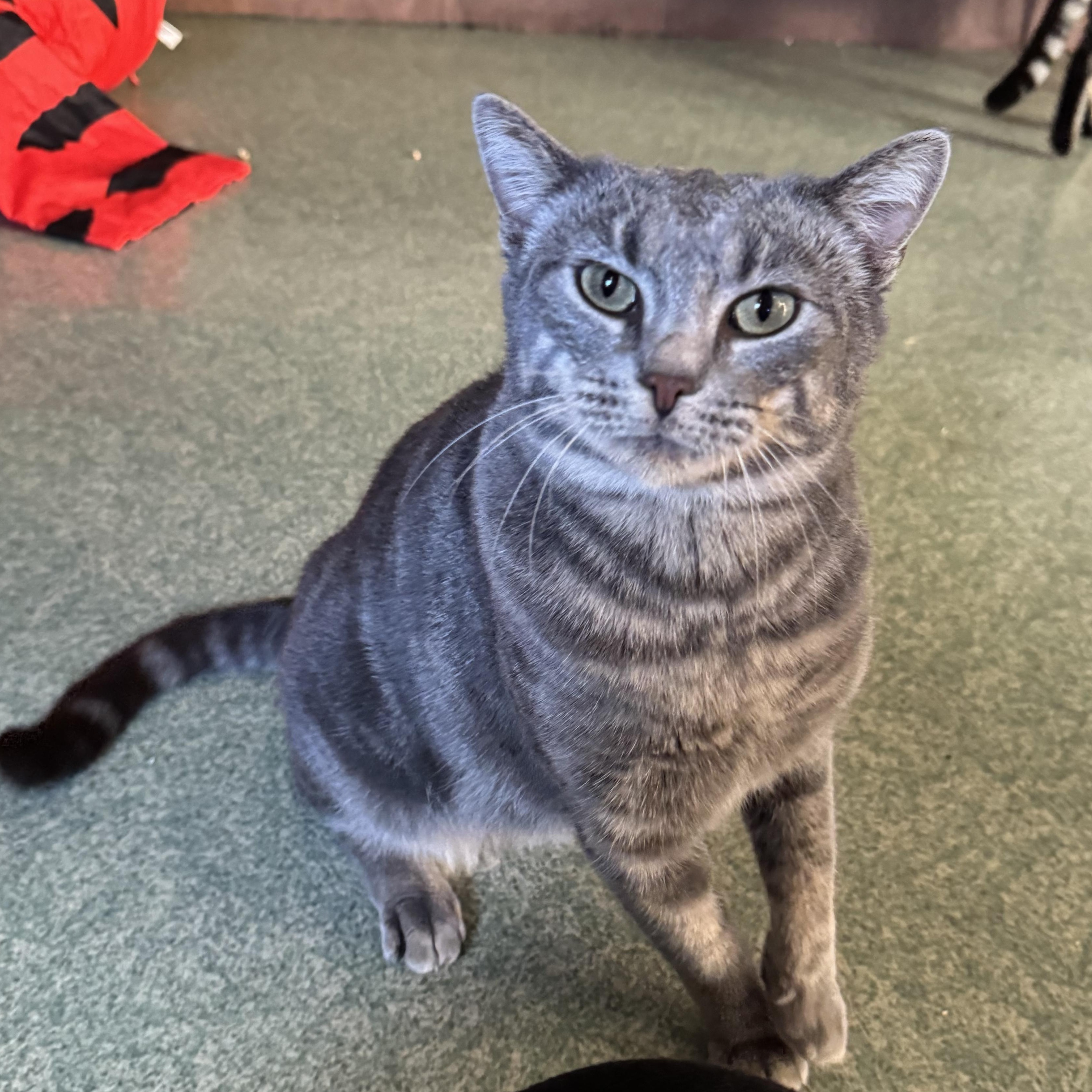 Enlarge Miss Piggy, a Adoptable mixed breed in Mount Vernon, IL image 4/6