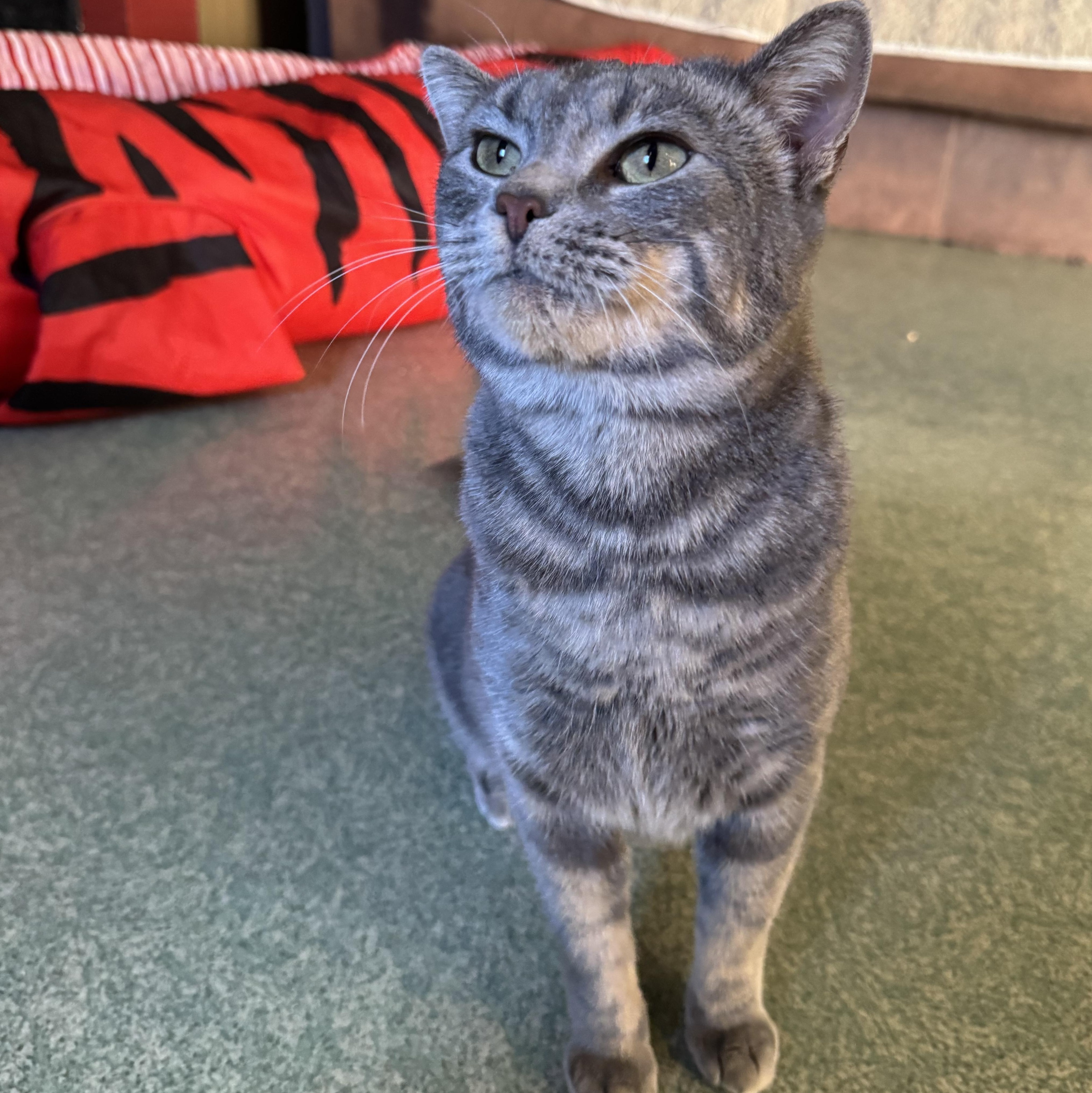 Enlarge Miss Piggy, a Adoptable mixed breed in Mount Vernon, IL image 5/6