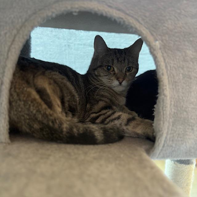 MARICHE, Adoptable, Young Female Domestic Short Hair.