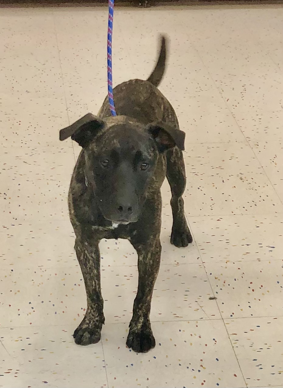 Diego, a Adoptable mixed breed in Hot Springs, AR image 1/2