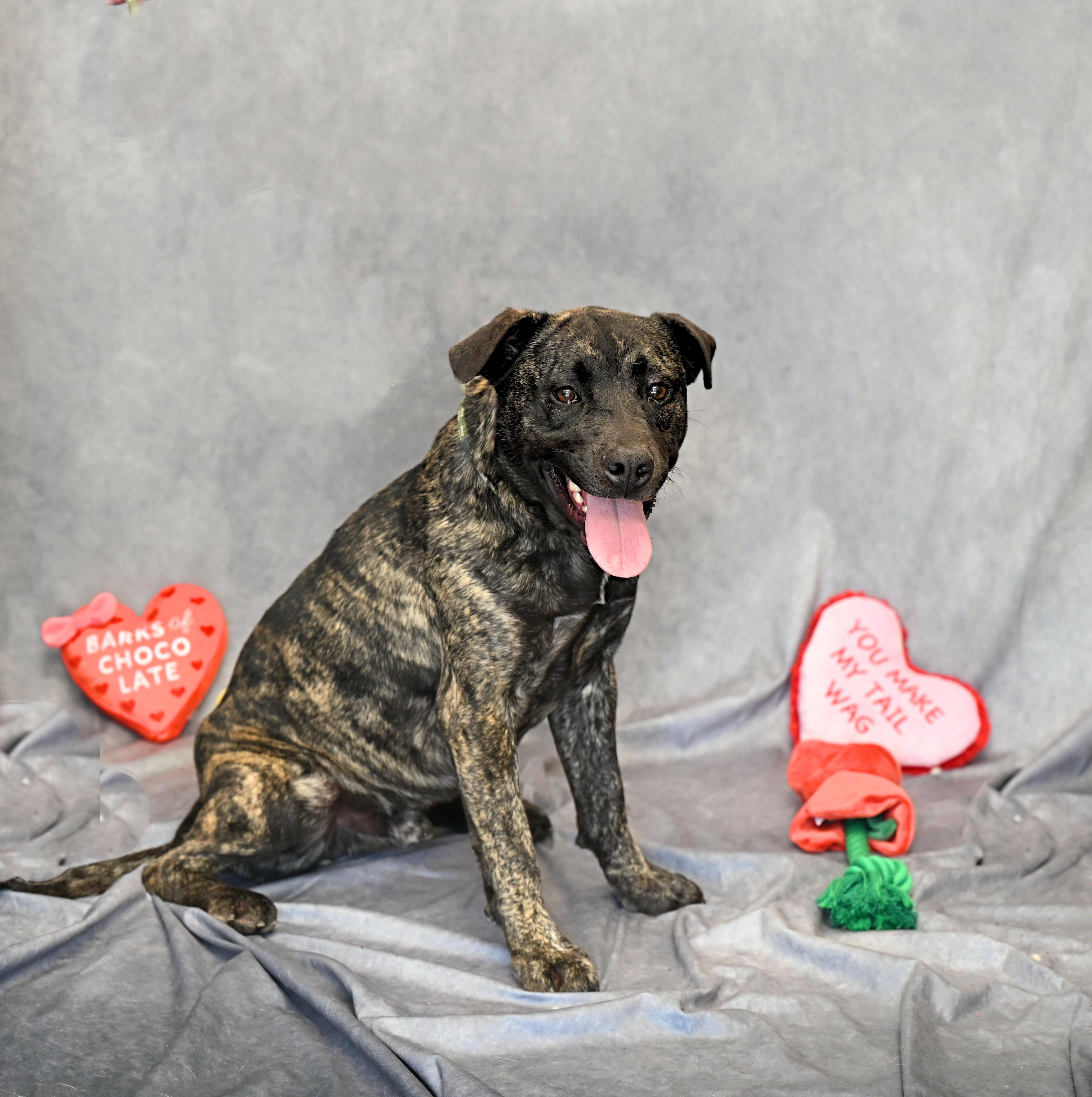 Diego, a Adoptable mixed breed in Hot Springs, AR image 2/2