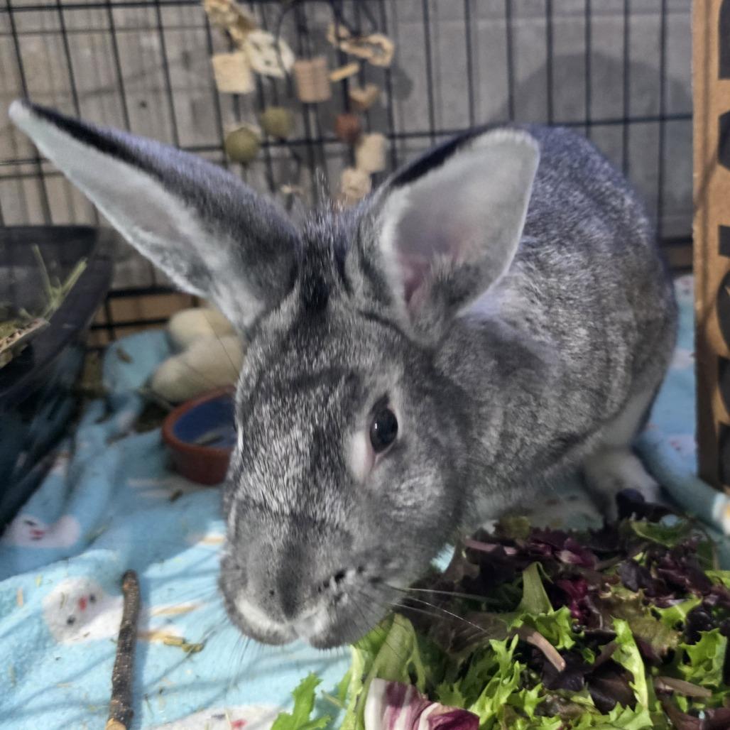 Phlox, a Adoptable mixed breed in Mondovi, WI image 1/6