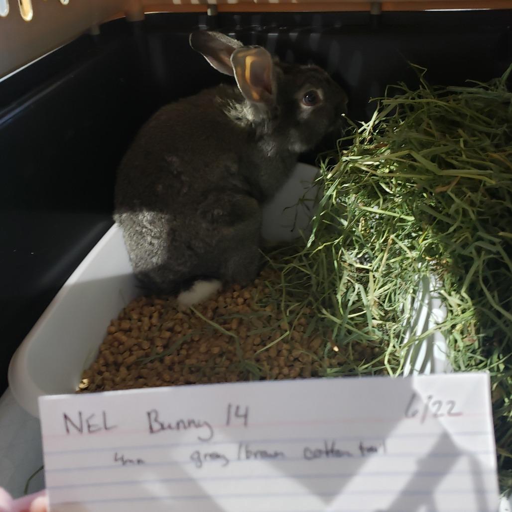 Enlarge Phlox, NEL Bunny 14, a Adoptable mixed breed in Mondovi, WI image 1/4