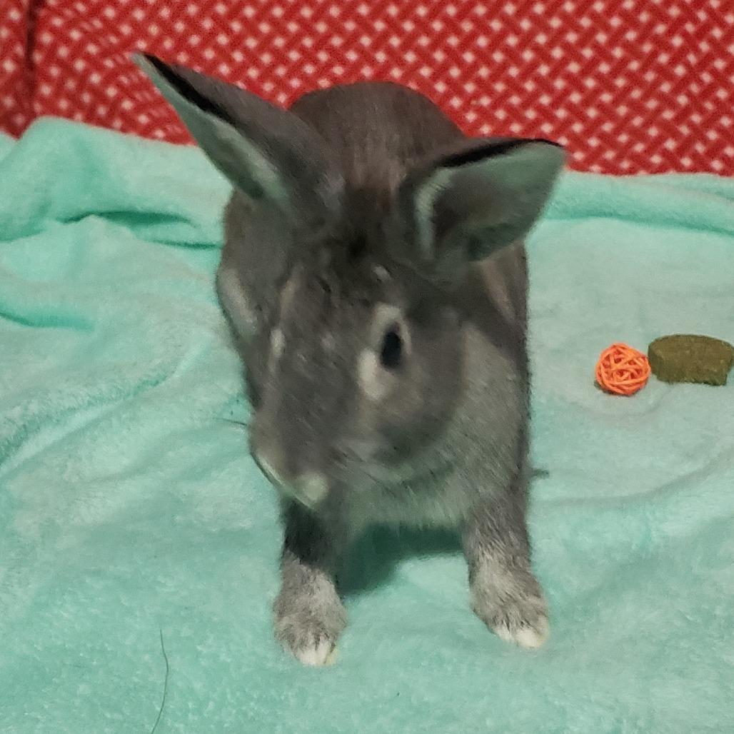 Enlarge Phlox, NEL Bunny 14, a Adoptable mixed breed in Mondovi, WI image 2/4