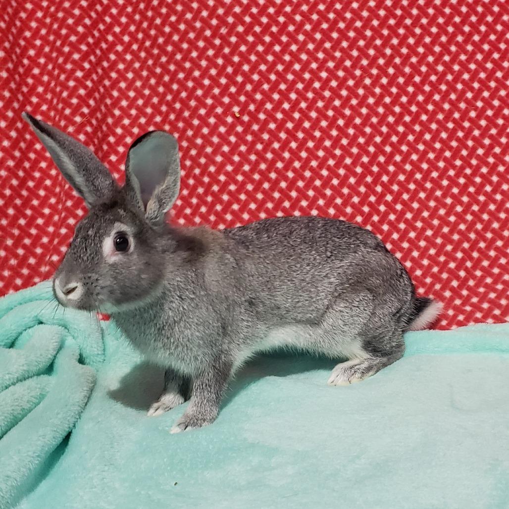 Enlarge Phlox, NEL Bunny 14, a Adoptable mixed breed in Mondovi, WI image 3/4