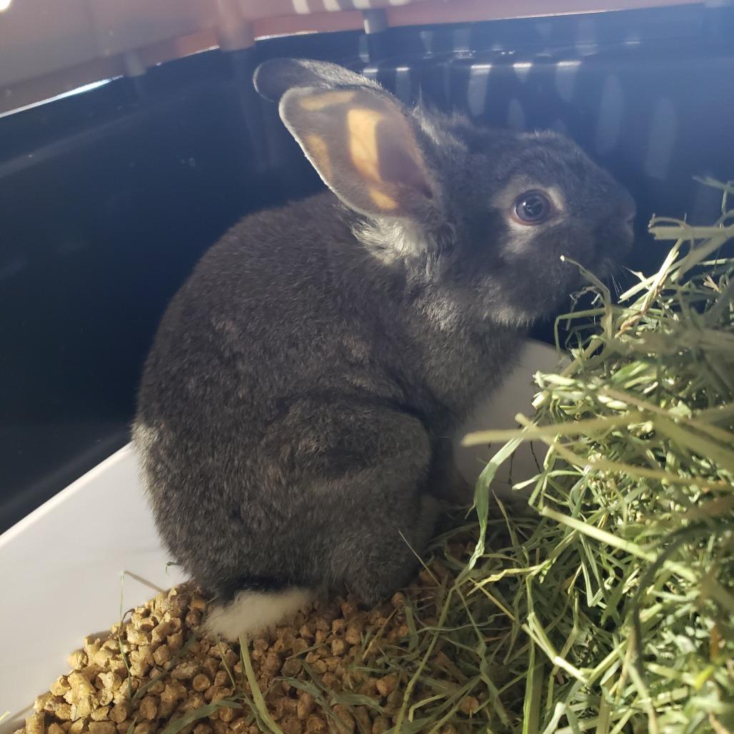 Enlarge Phlox, NEL Bunny 14, a Adoptable mixed breed in Mondovi, WI image 4/4