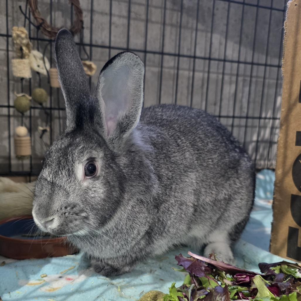 Phlox, a Adoptable mixed breed in Mondovi, WI image 6/6