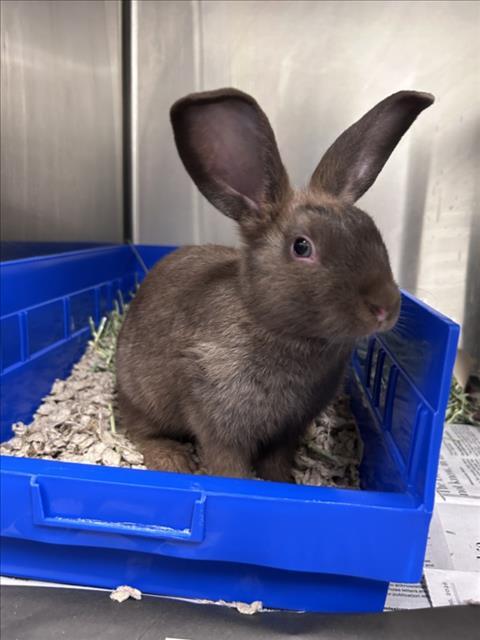 Enlarge SMITH ISLAND CAKE, a Adoptable Bunny Rabbit in Derwood, MD image 1/1