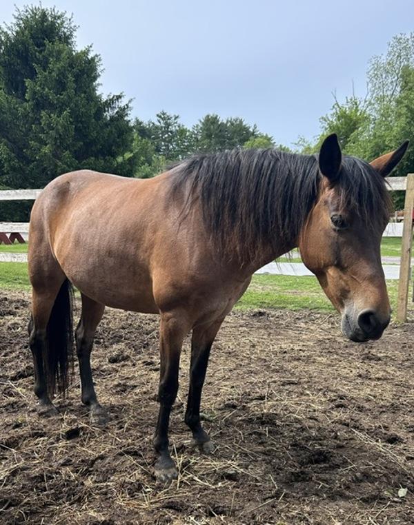 Phoebe, Adoptable, Senior Female Paso Fino.