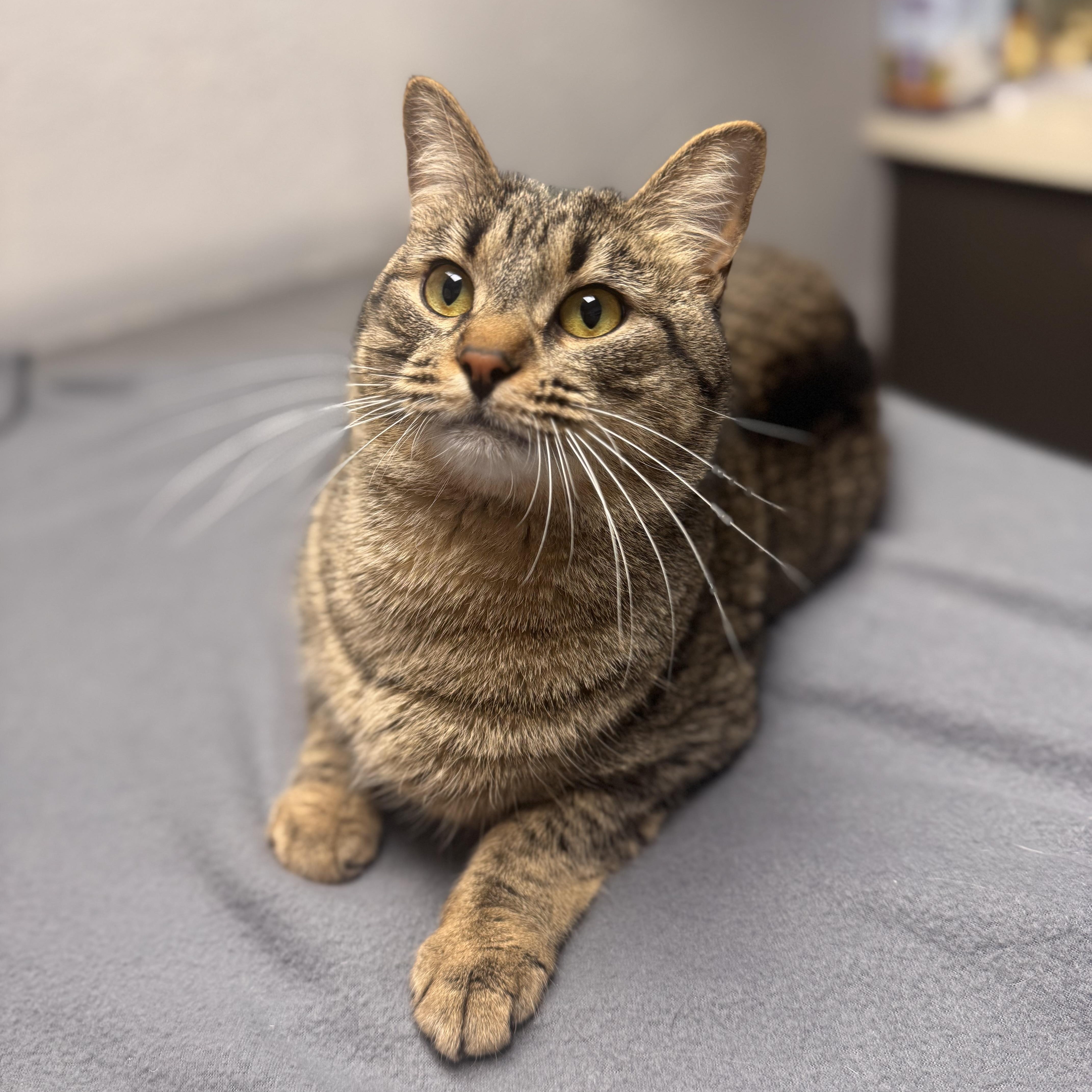 Ceaser, ADOPTABLE, Adult Male Domestic Short Hair.