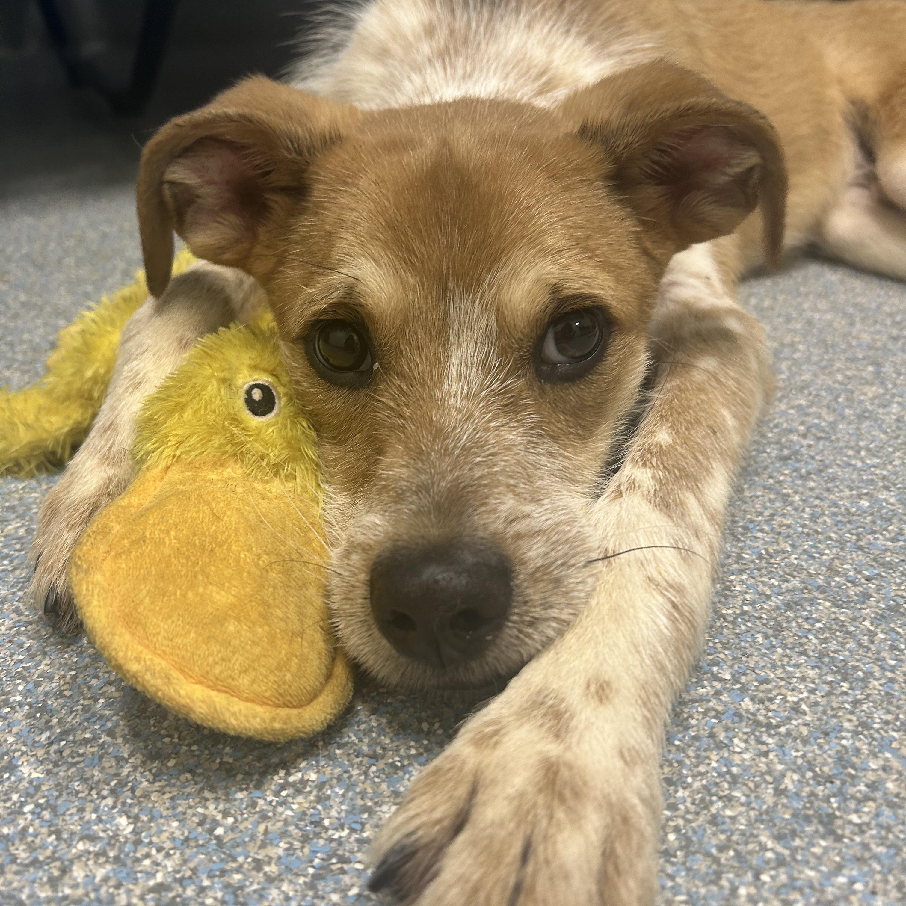 Enlarge Barney, a ADOPTABLE mixed breed in St. Joseph, MI image 1/1