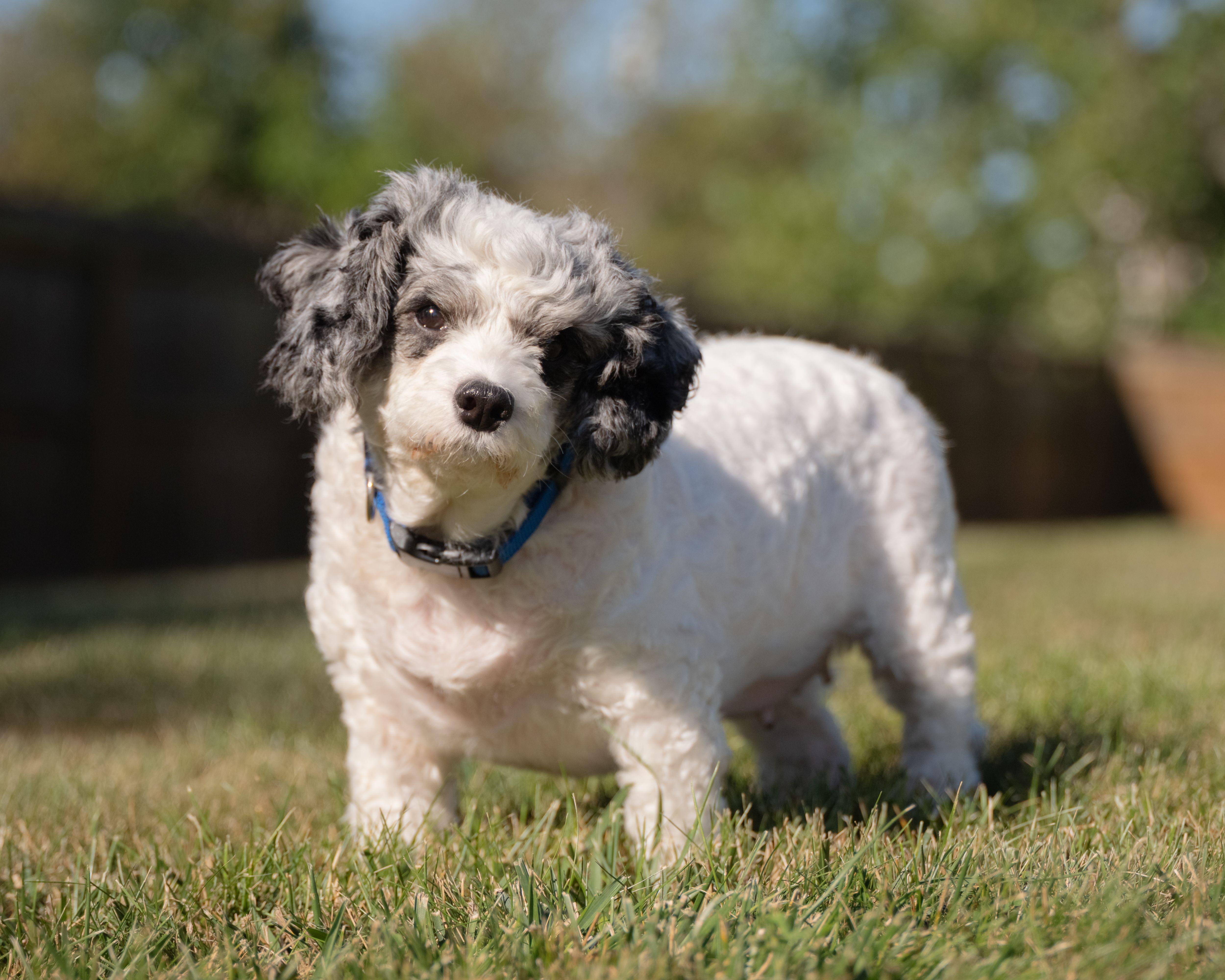 Enlarge Macie, a Adopted Cavapoo in Fort Wayne, IN image 1/5