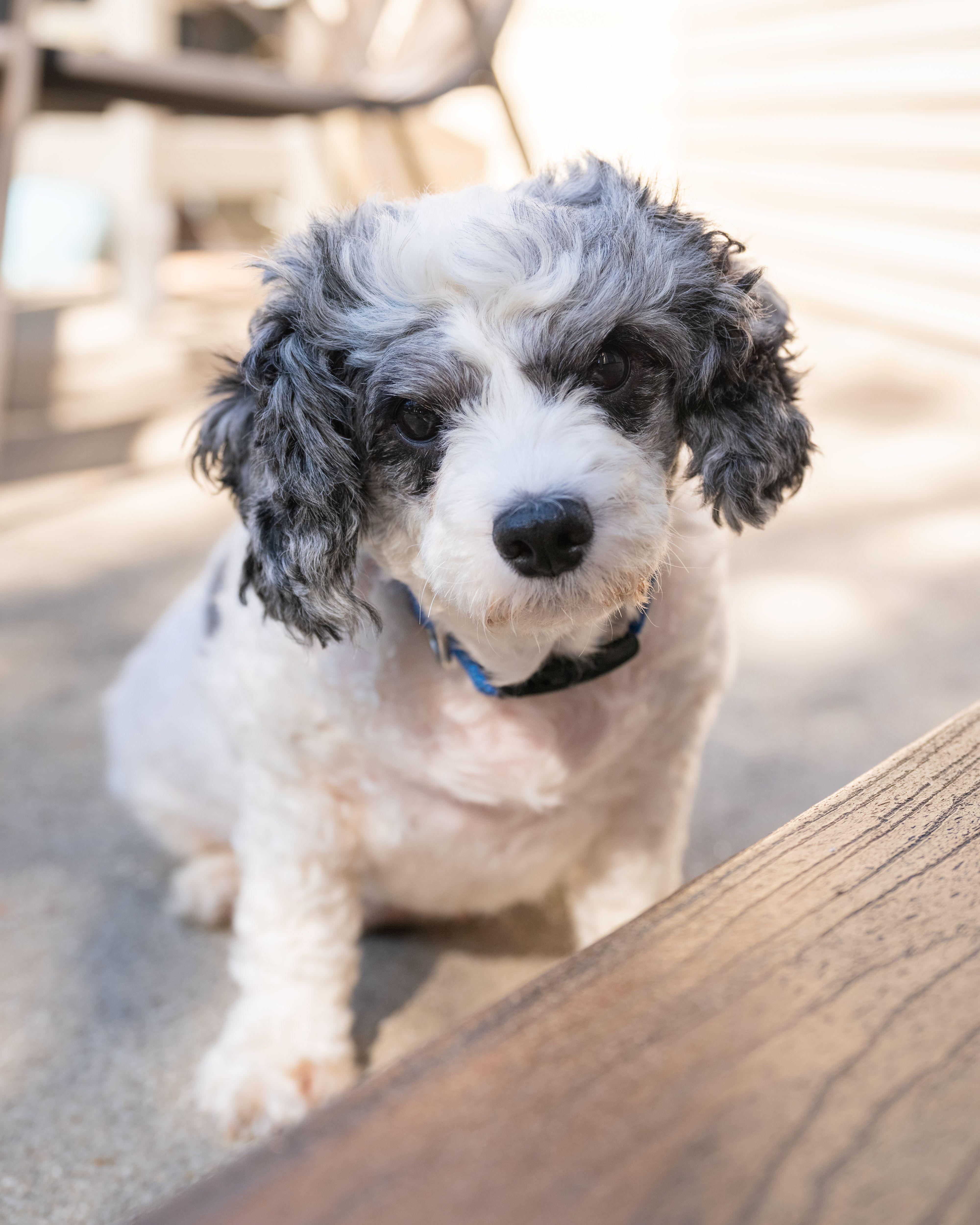 Enlarge Macie, a Adopted Cavapoo in Fort Wayne, IN image 2/5