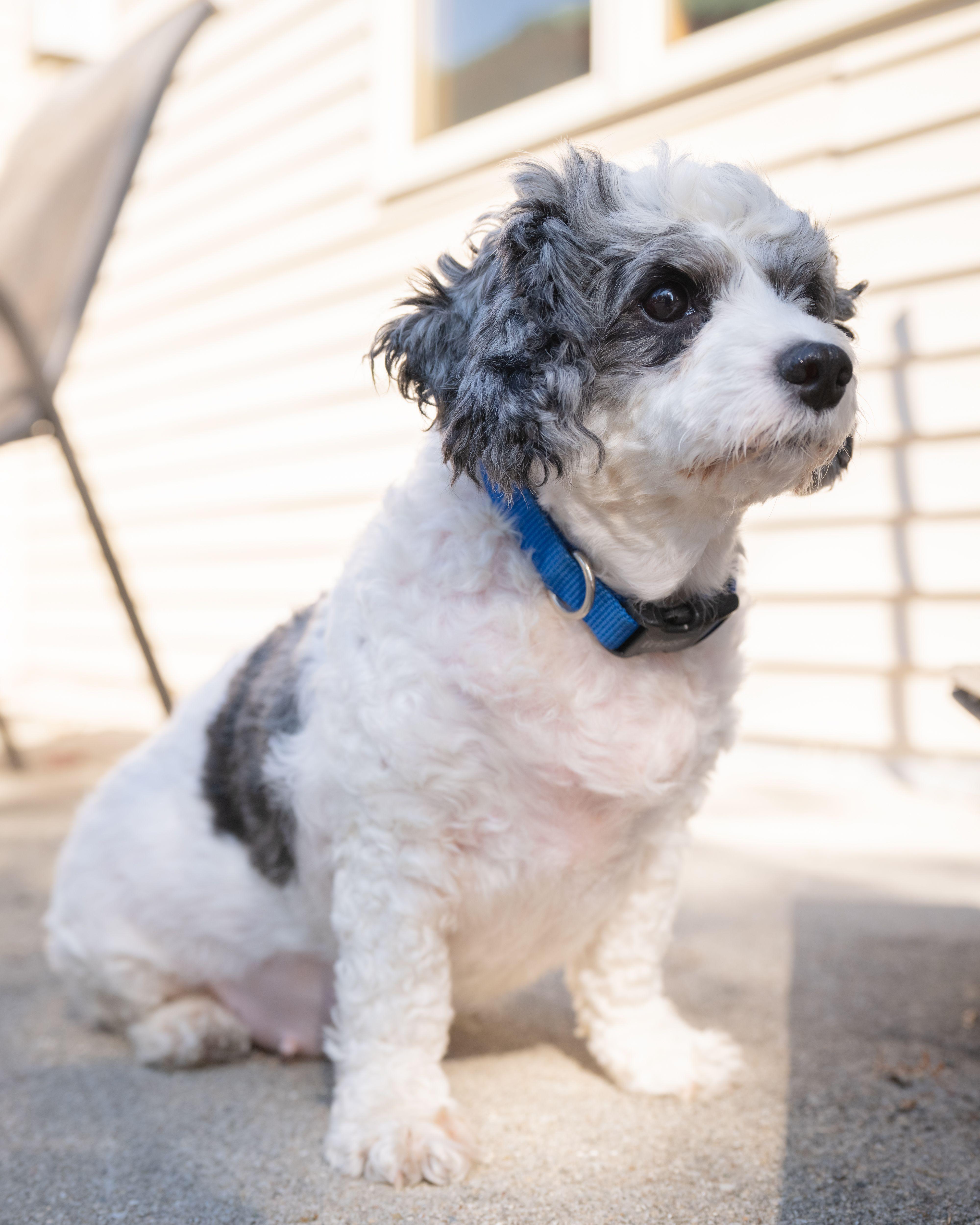 Enlarge Macie, a Adopted Cavapoo in Fort Wayne, IN image 3/5