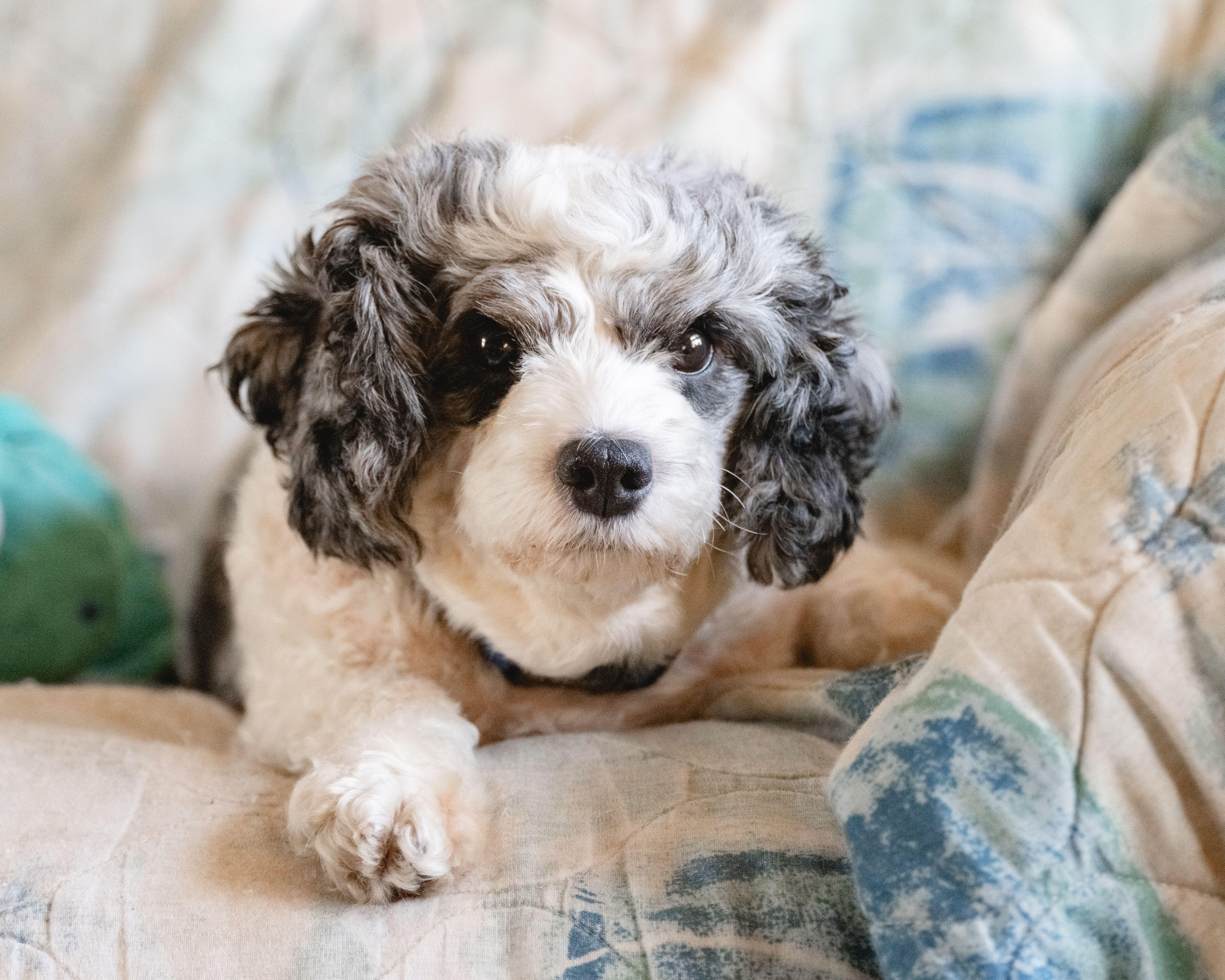Enlarge Macie, a Adopted Cavapoo in Fort Wayne, IN image 4/5