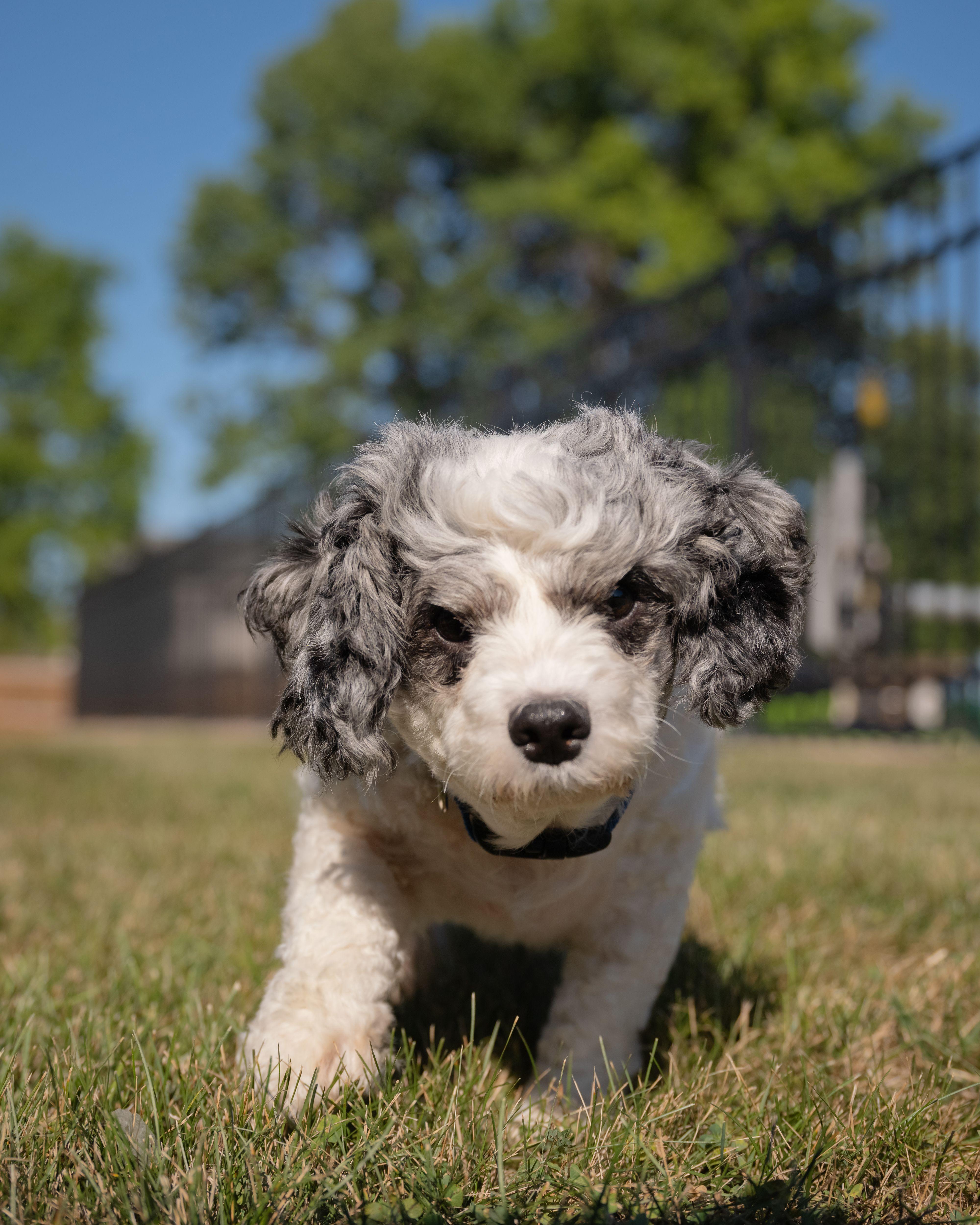 Enlarge Macie, a Adopted Cavapoo in Fort Wayne, IN image 5/5