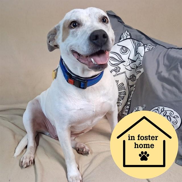 ROSE, Adoptable, Young Female Australian Cattle Dog / Blue Heeler & Mixed Breed.