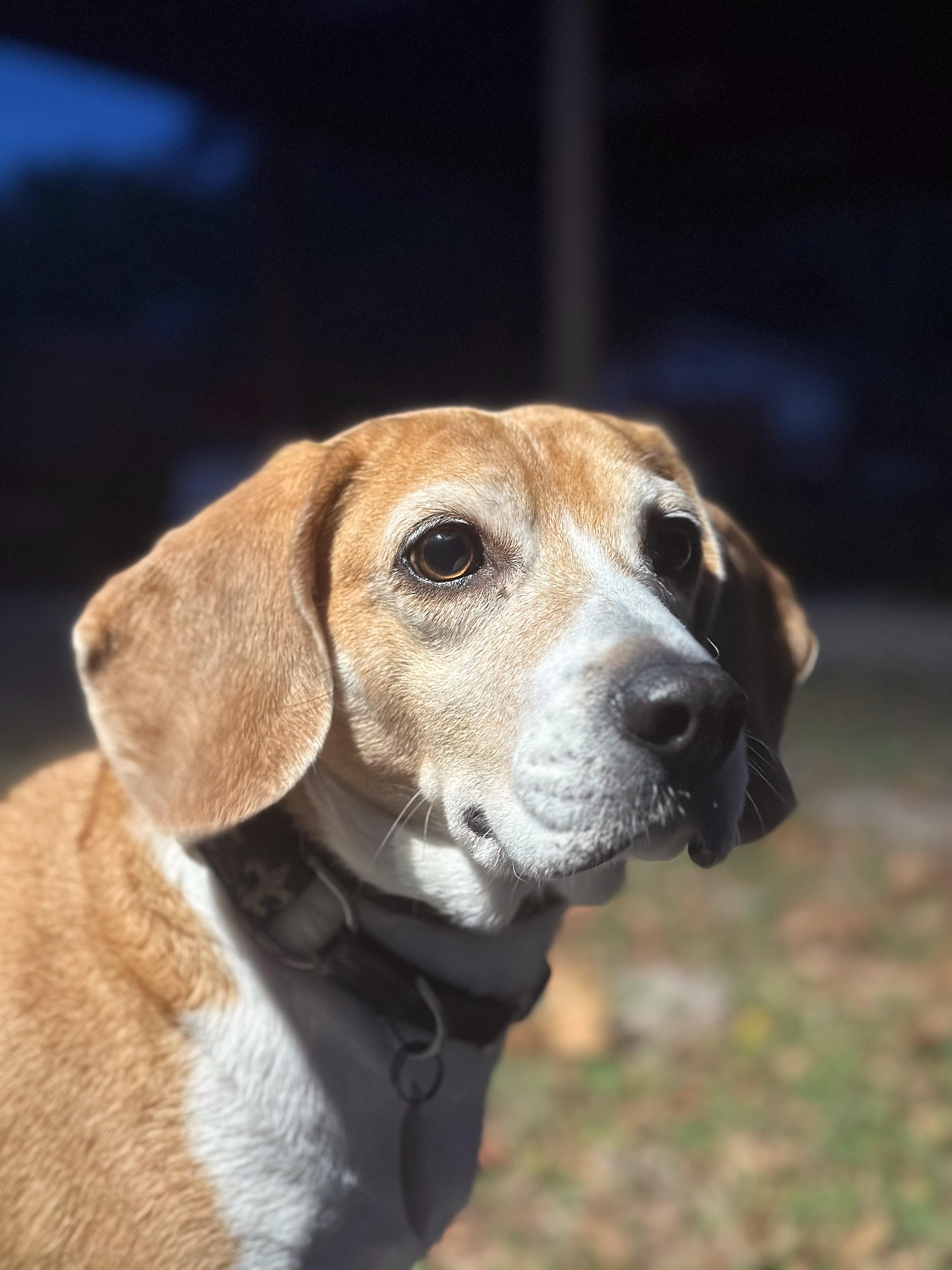 Enlarge Mia, a Adoptable Beagle in Longwood, FL image 1/3