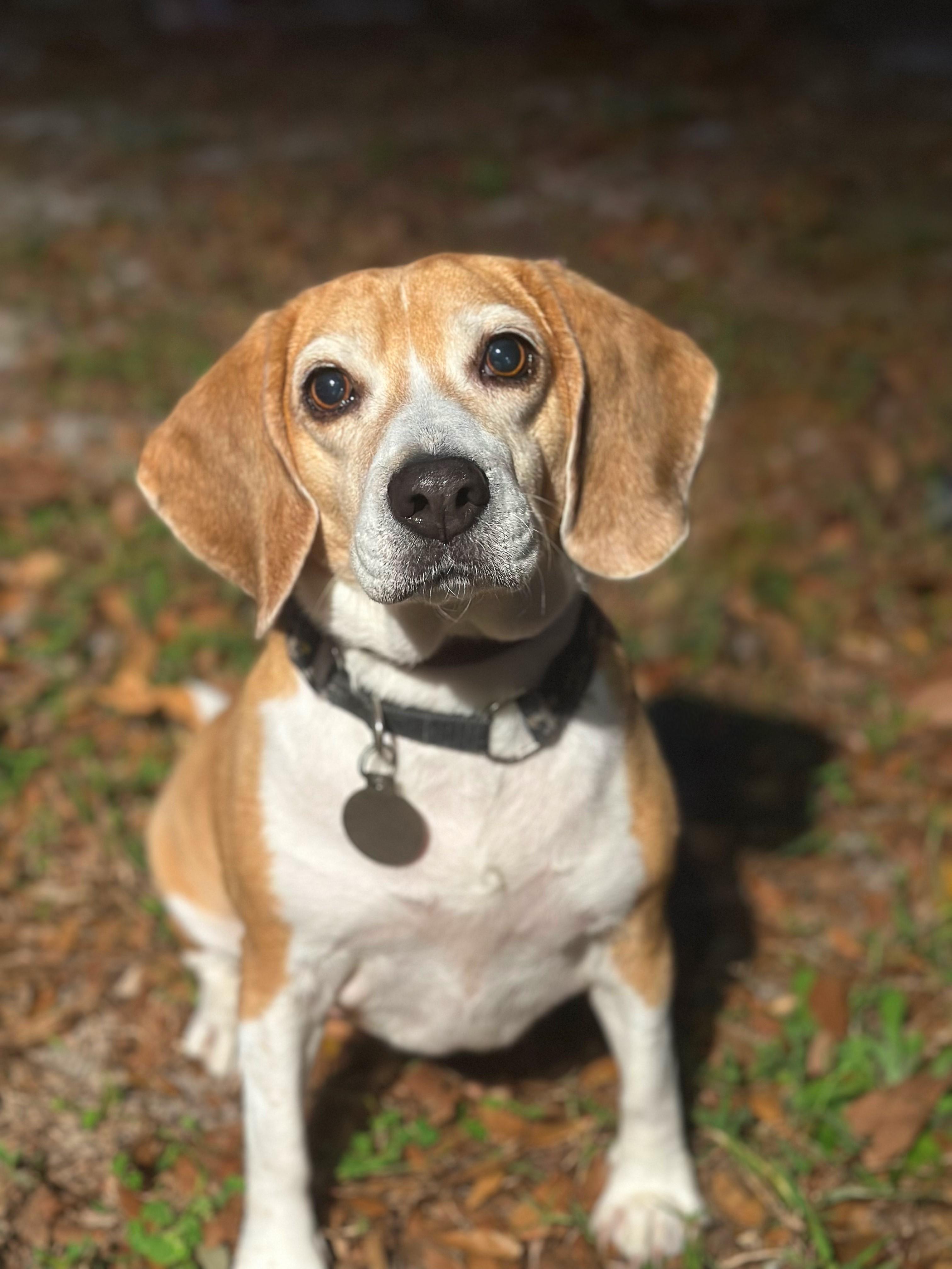 Mia, Adult Female Beagle