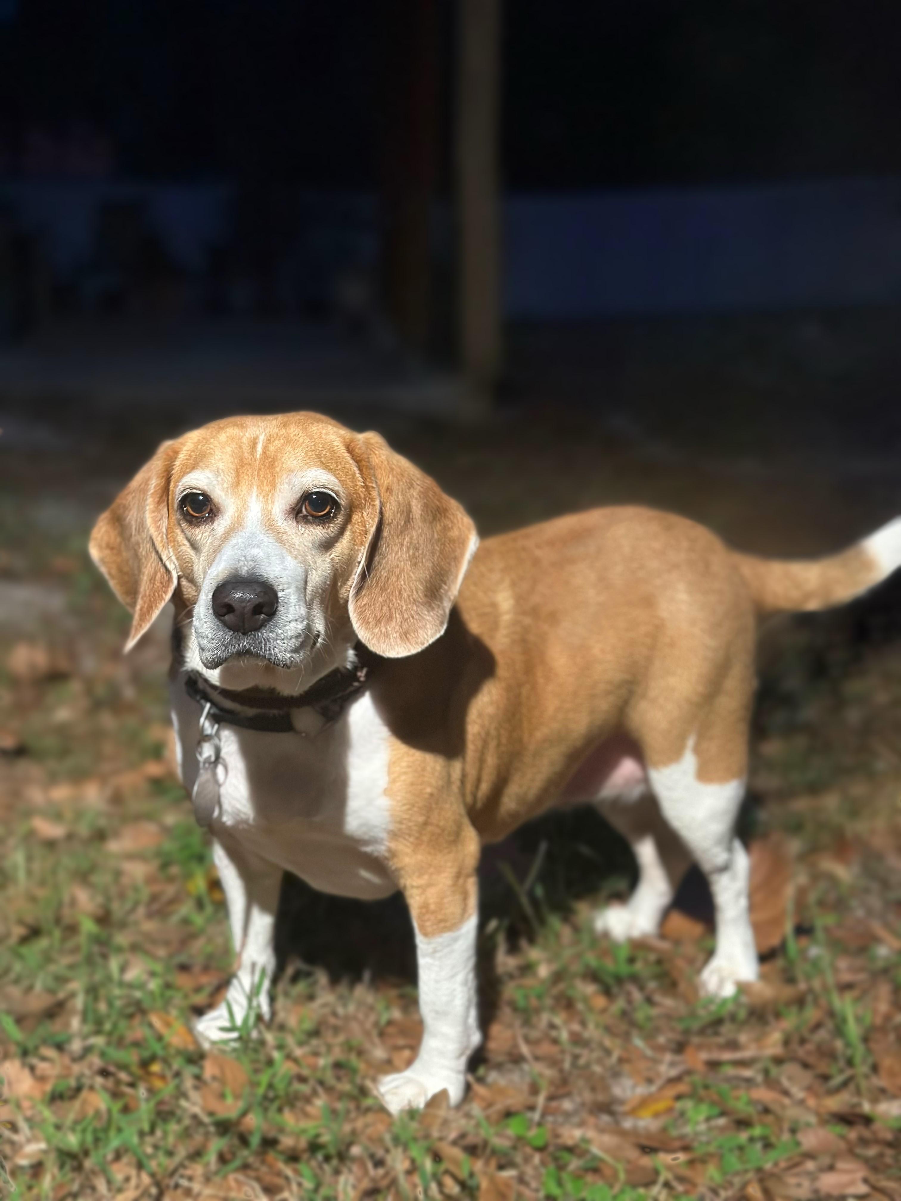 Enlarge Mia, a Adoptable Beagle in Longwood, FL image 3/3