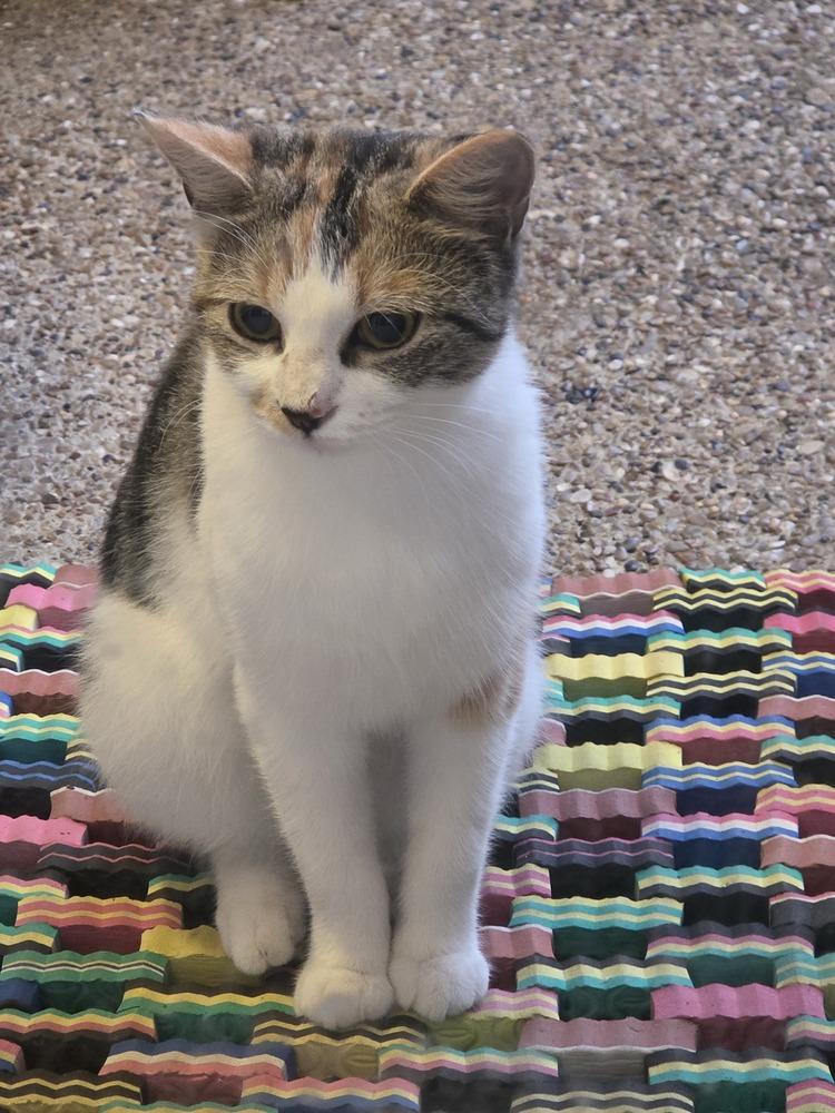 Fancy Nancy — thumbnail 3