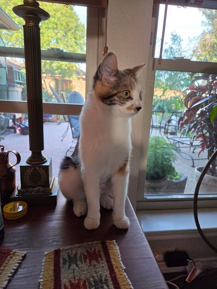 Fancy Nancy — thumbnail 4