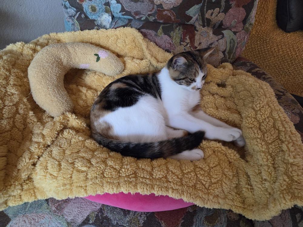 Fancy Nancy — thumbnail 5