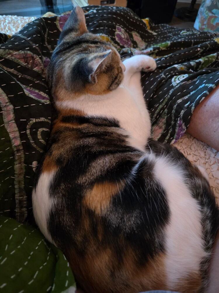 Fancy Nancy — thumbnail 6