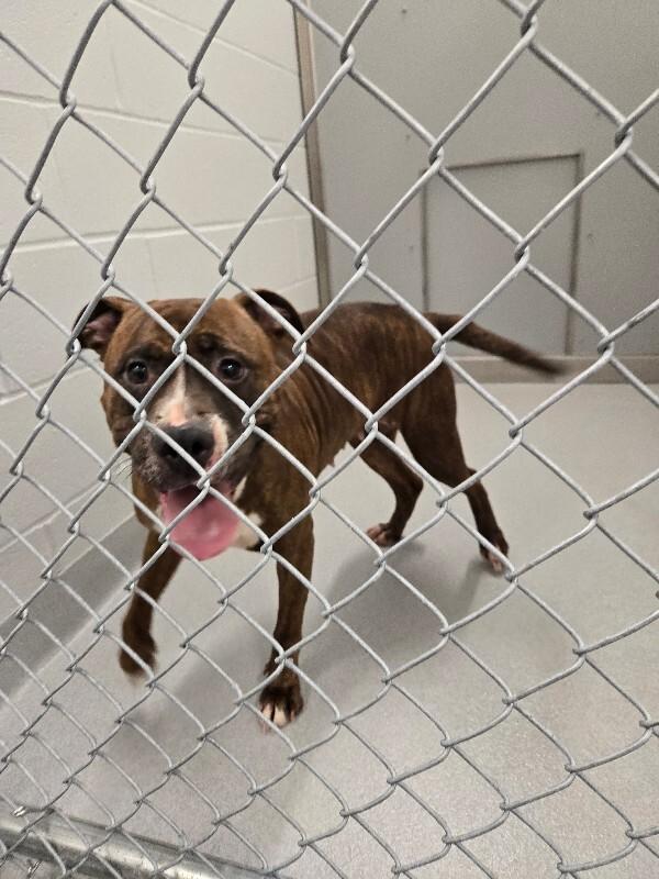 Hazel, Adoptable, Adult Female Boxer & Mixed Breed.