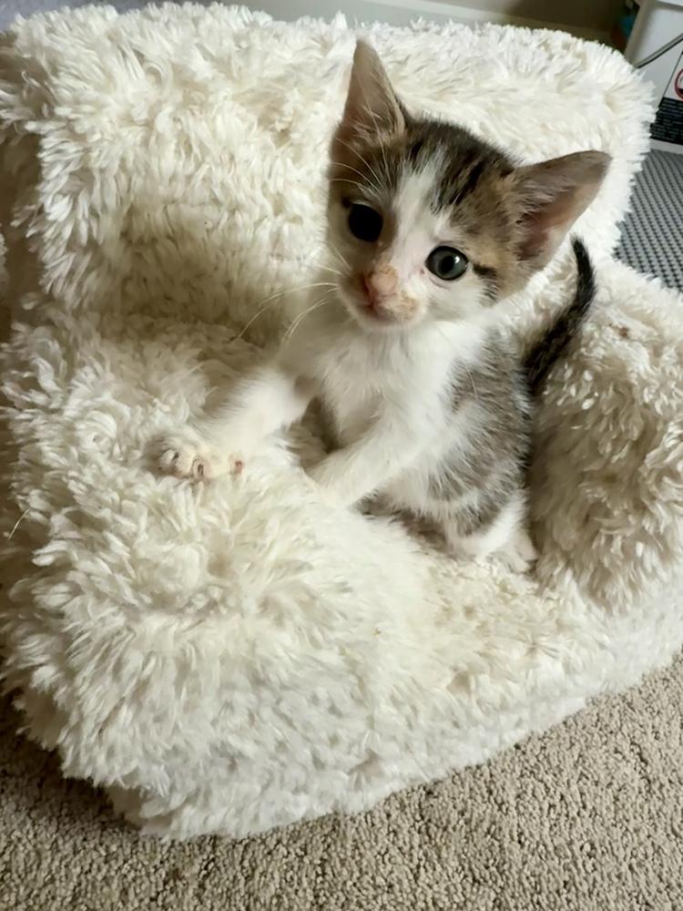 Kiwi, a Adoptable Domestic Short Hair in Evergreen, CO image 1/4