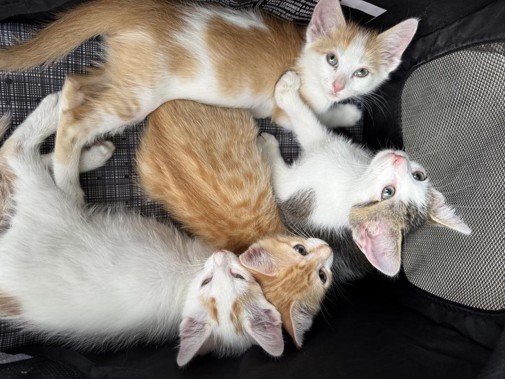 Kiwi, a Adoptable Domestic Short Hair in Evergreen, CO image 2/4
