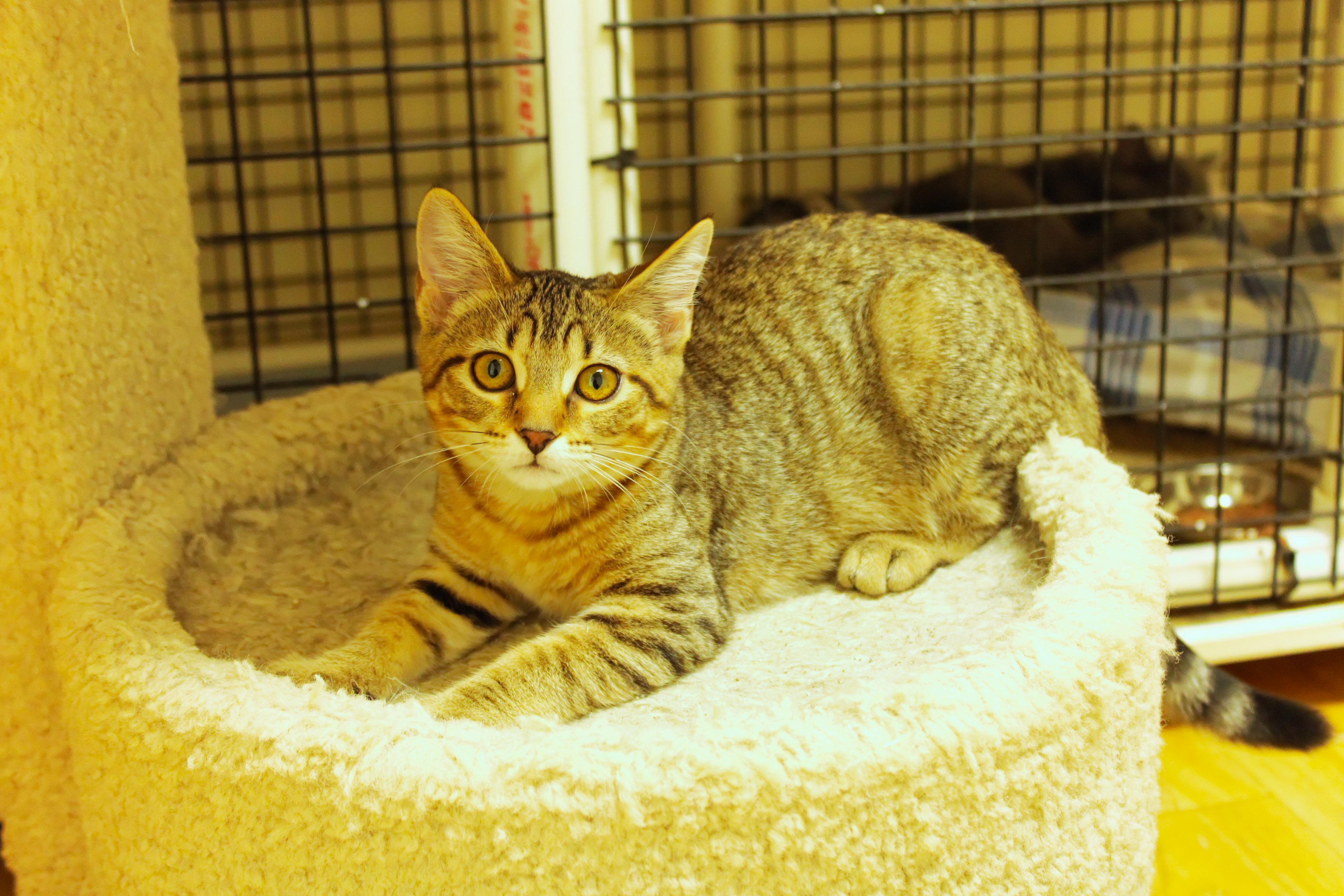 Enlarge Chevelle, a Adoptable Domestic Short Hair in Urbana, OH image 5/6