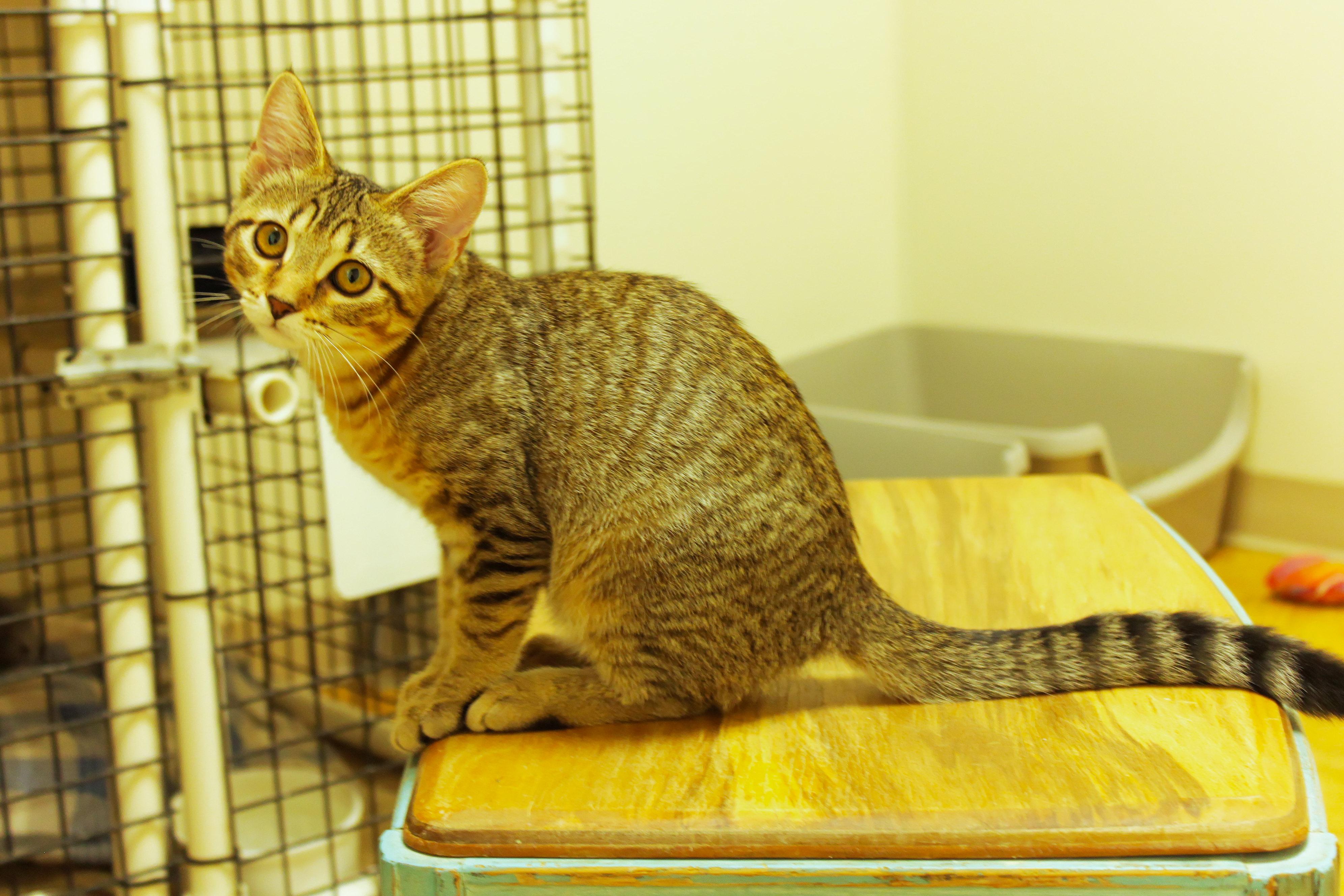 Enlarge Chevelle, a Adoptable Domestic Short Hair in Urbana, OH image 6/6