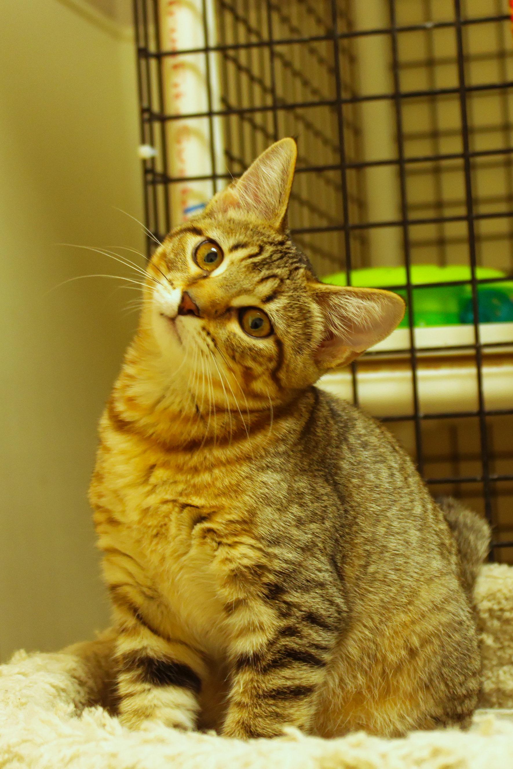 Enlarge Chevelle, a Adoptable Domestic Short Hair in Urbana, OH image 4/6