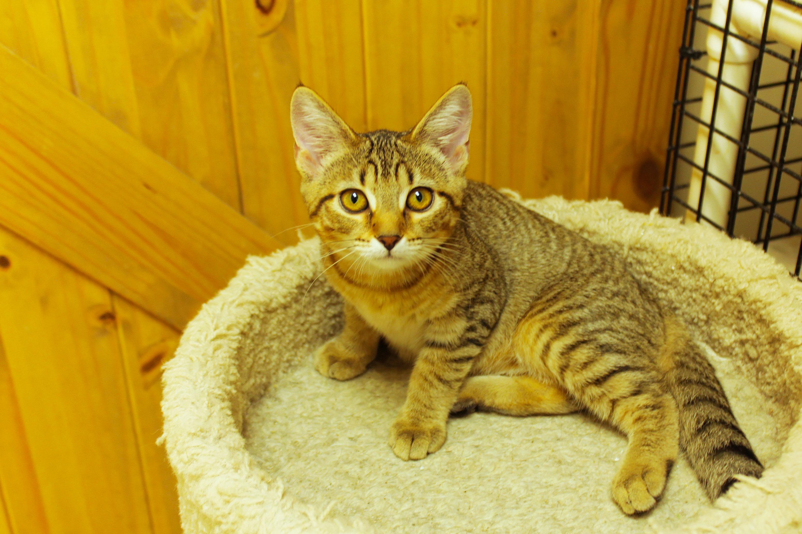 Enlarge Chevelle, a Adoptable Domestic Short Hair in Urbana, OH image 1/6
